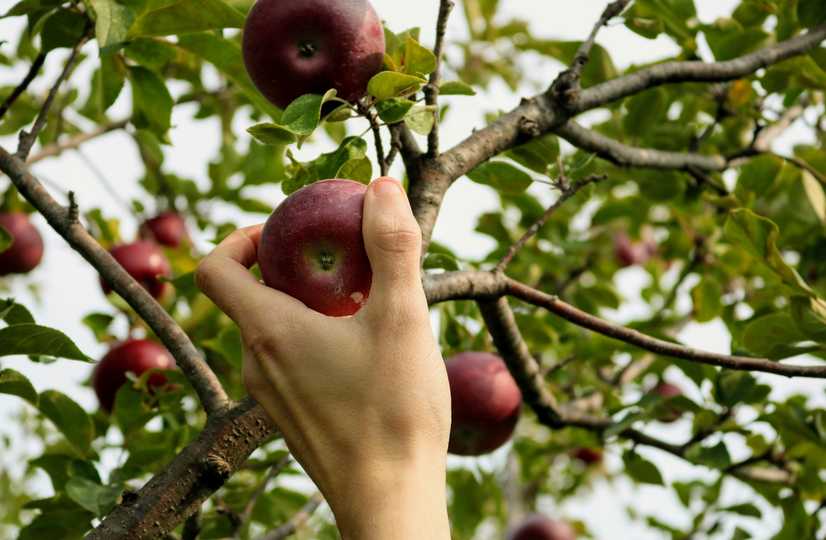 red apple fruit on persons hand